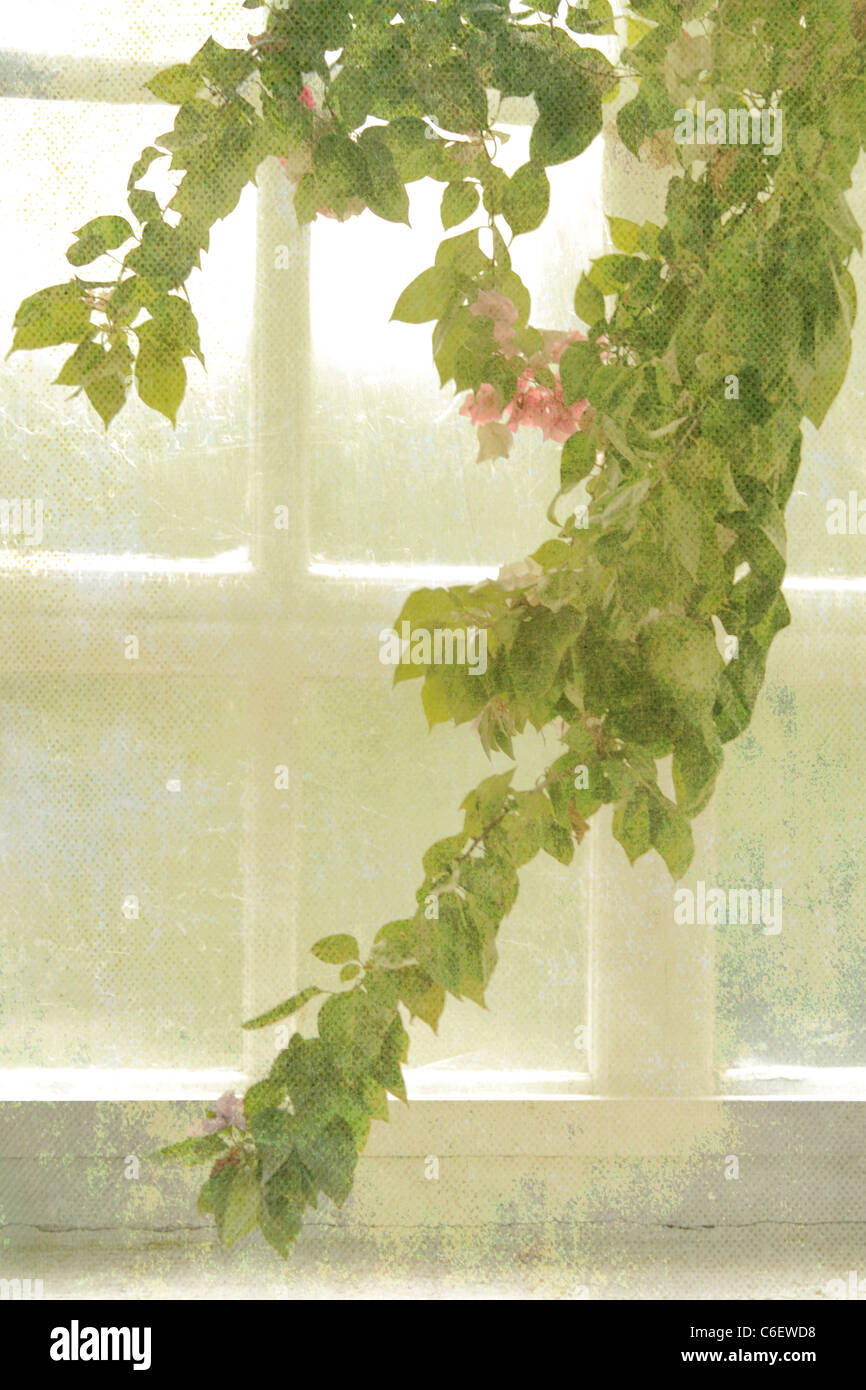 Branches of Green Leaves and Flowers in front of a Window Stock Photo ...