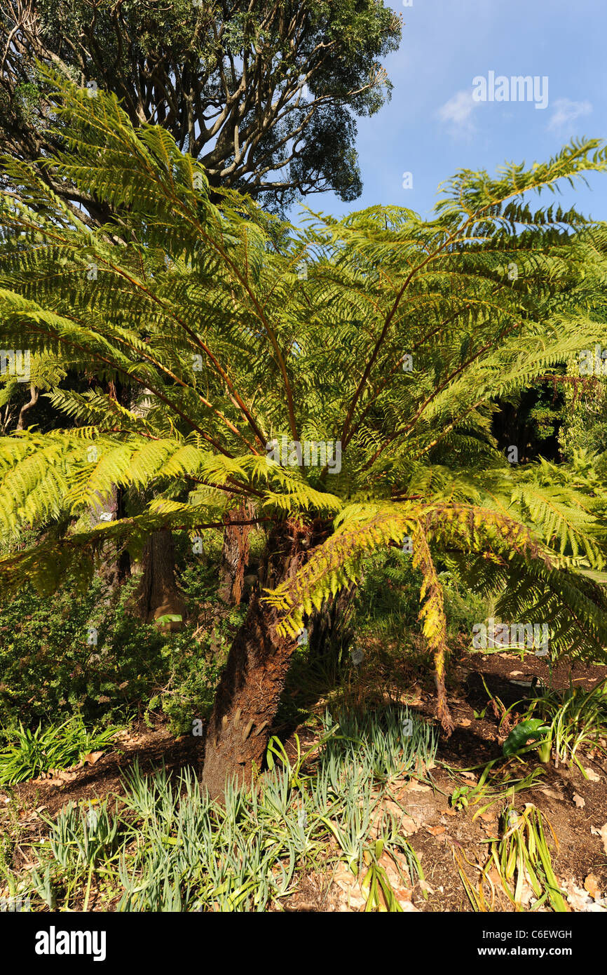 Common Tree Fern, Cyathea dregel, Kristenbosch National Botanical Garden, Cape Town, Western Cape, South Africa Stock Photo