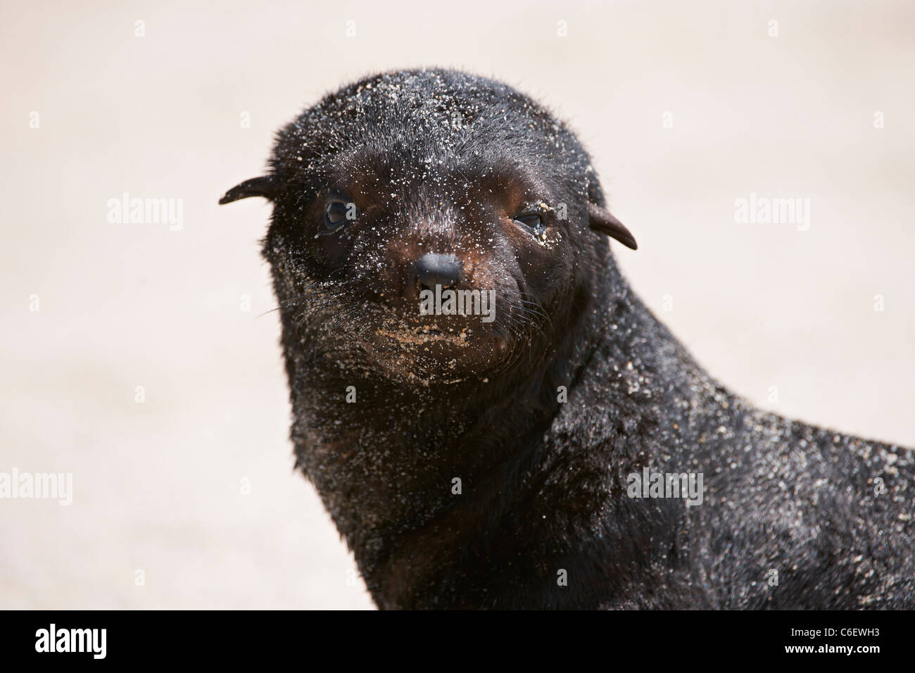 youngster in colony of Brown fur seals, Arctocephalus pusillus, Cape Cross on the Skeleton Coast of Namibia, Africa Stock Photo
