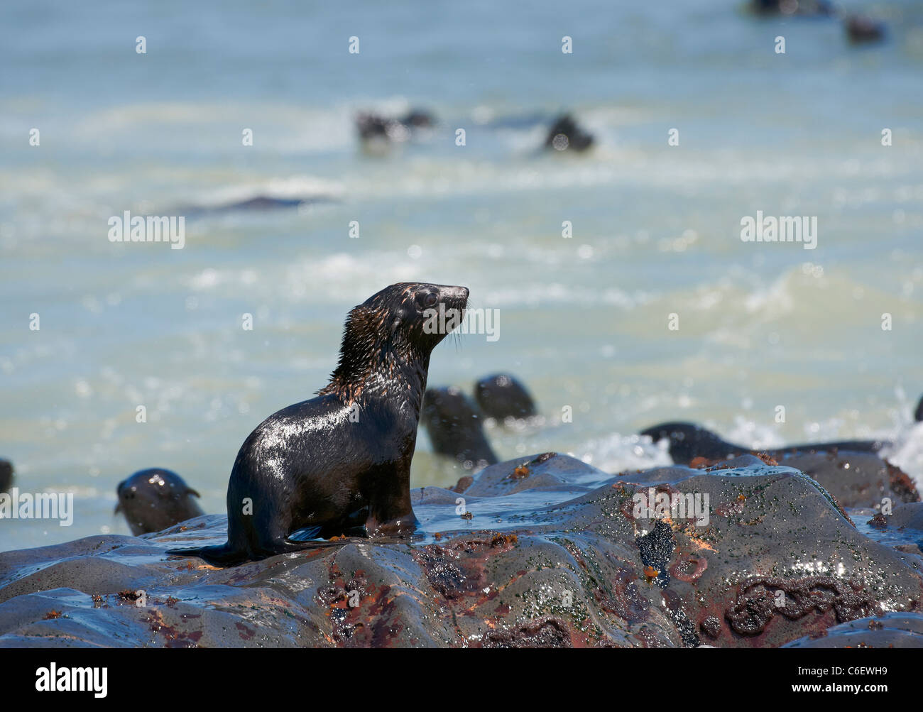 youngster in colony of Brown fur seals, Arctocephalus pusillus, Cape Cross on the Skeleton Coast of Namibia, Africa Stock Photo