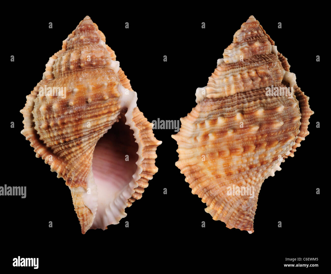 Common Frog shell (Bufonaria rana) c5.5cm. Region IndoPacific / Japan