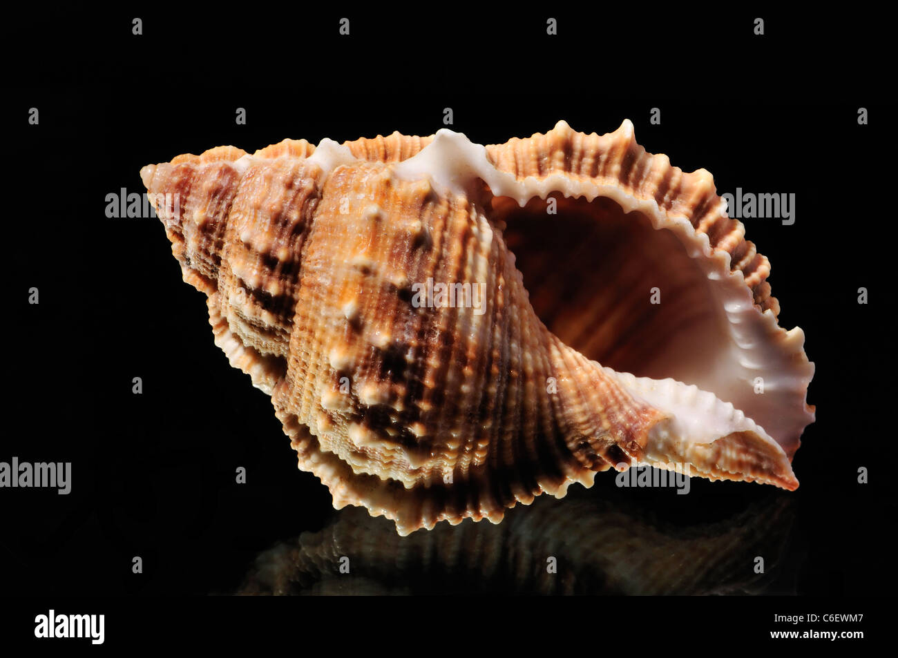 Common Frog shell (Bufonaria rana) c5.5cm. Region IndoPacific / Japan