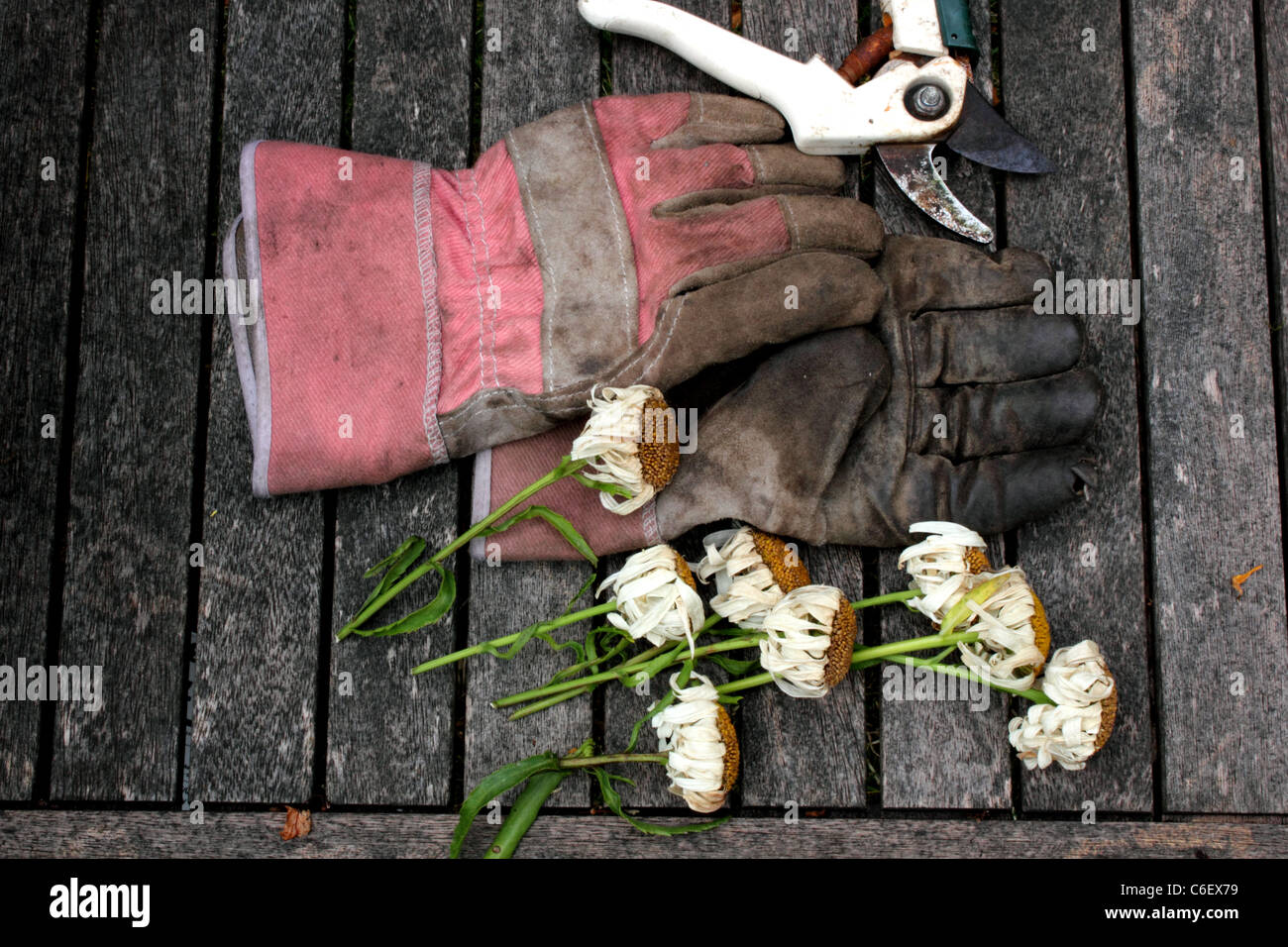 Overhead view of gardening gloves, secateurs or clippers with pruned, cut or deadheaded flowers placed on old wooden bench Stock Photo