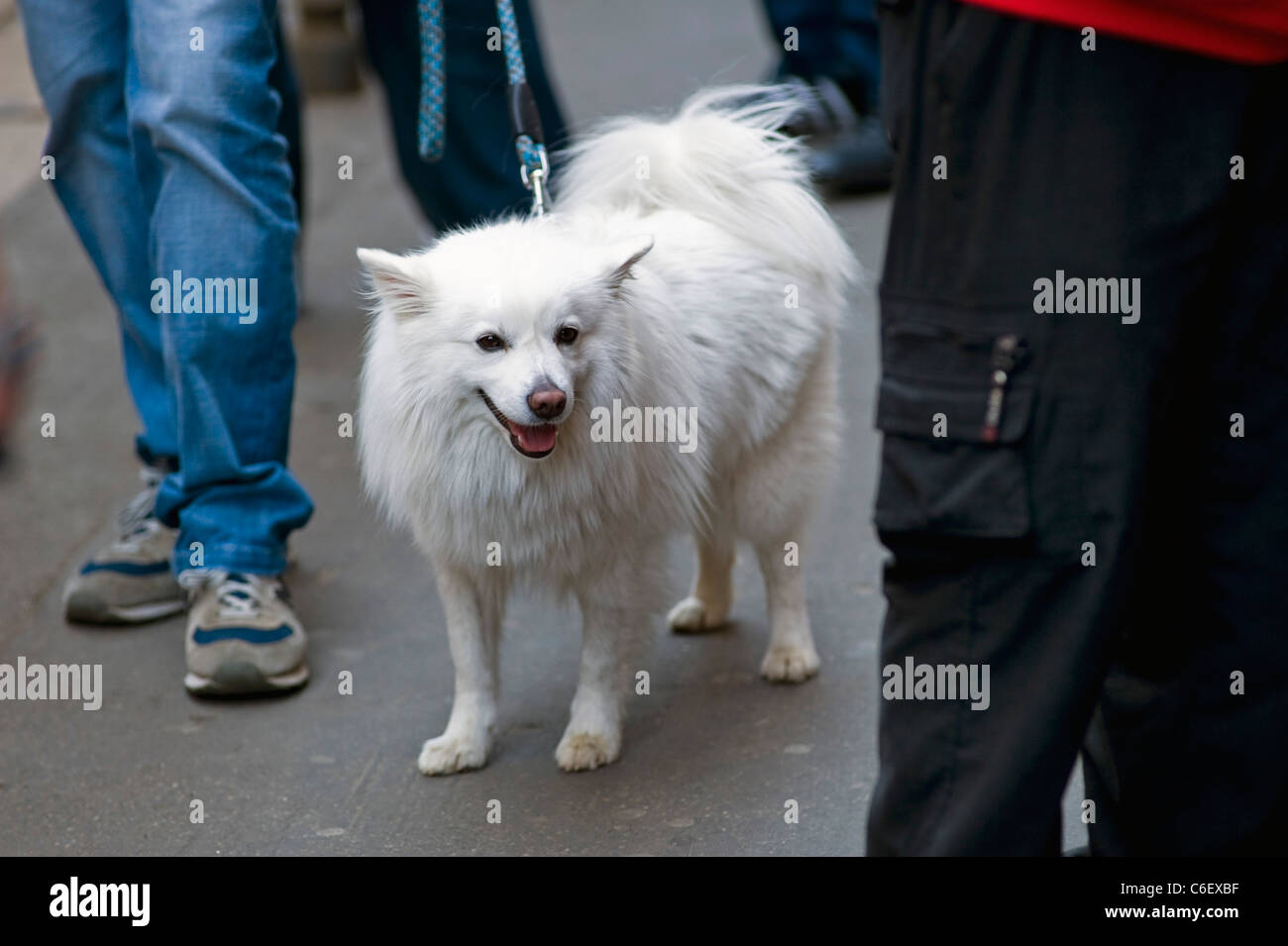 standard american eskimo dog on the streets of milan, italy Stock Photo