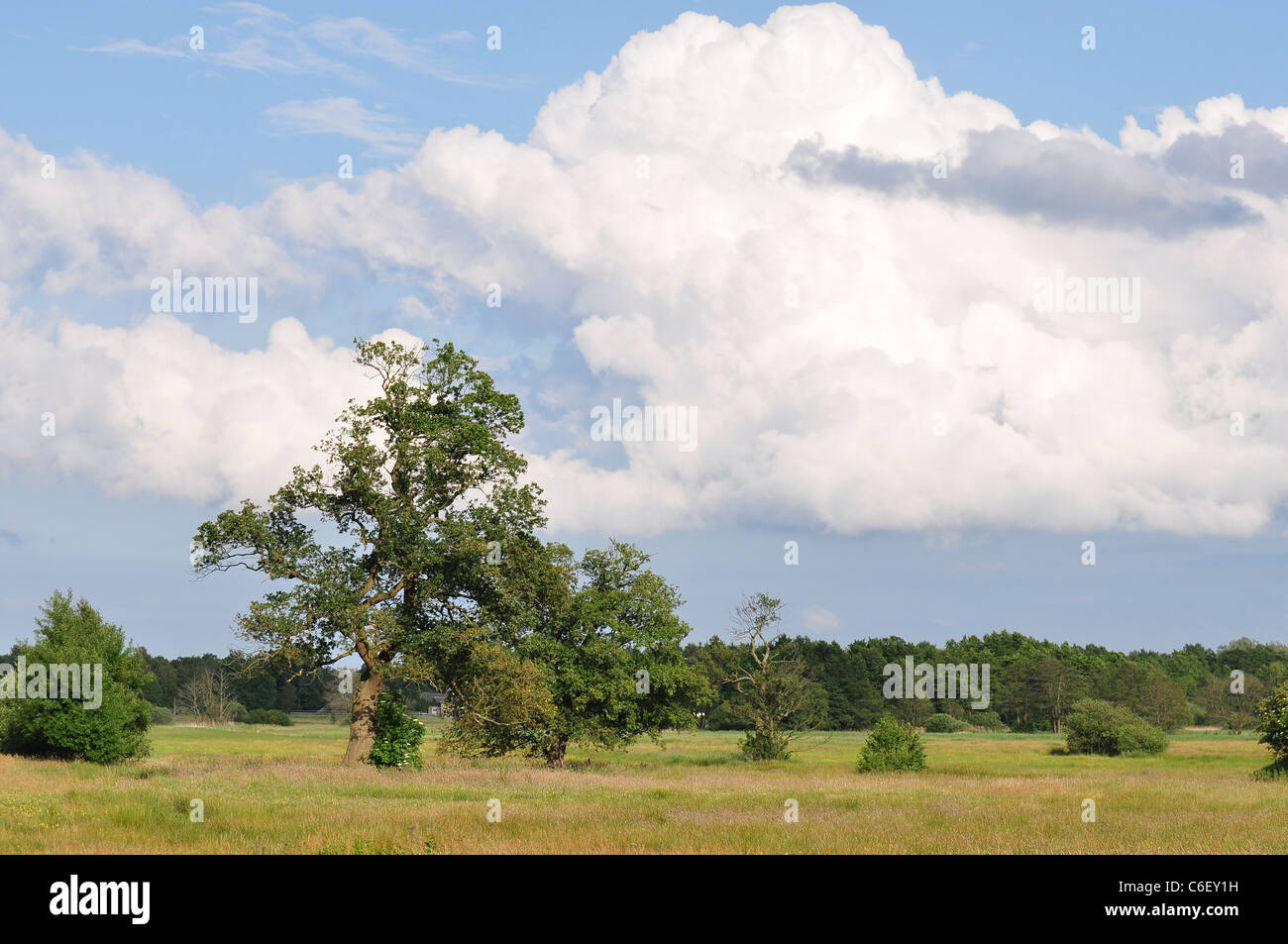 Stream valley of the drentse aa hi-res stock photography and images - Alamy