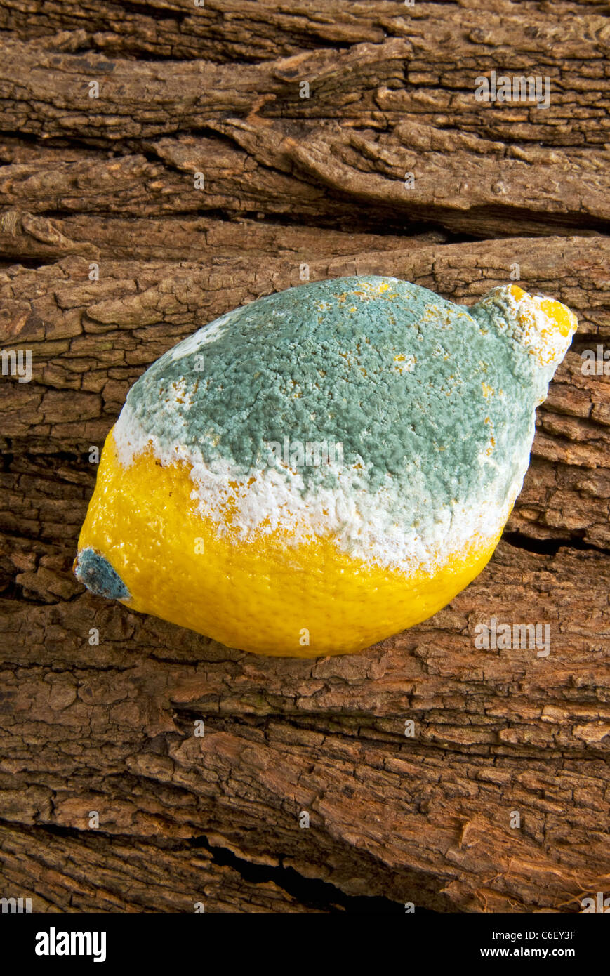 Mold (penicillium) on a lemon Stock Photo