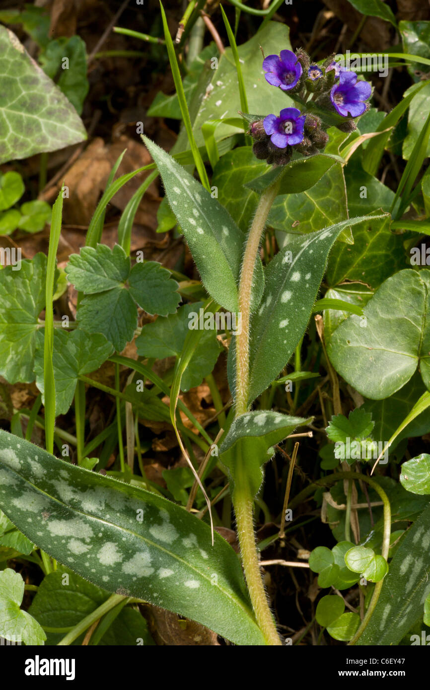 Narrow-leaved Lungwort Pulmonaria longifolia at native site in Dorset Stock Photo