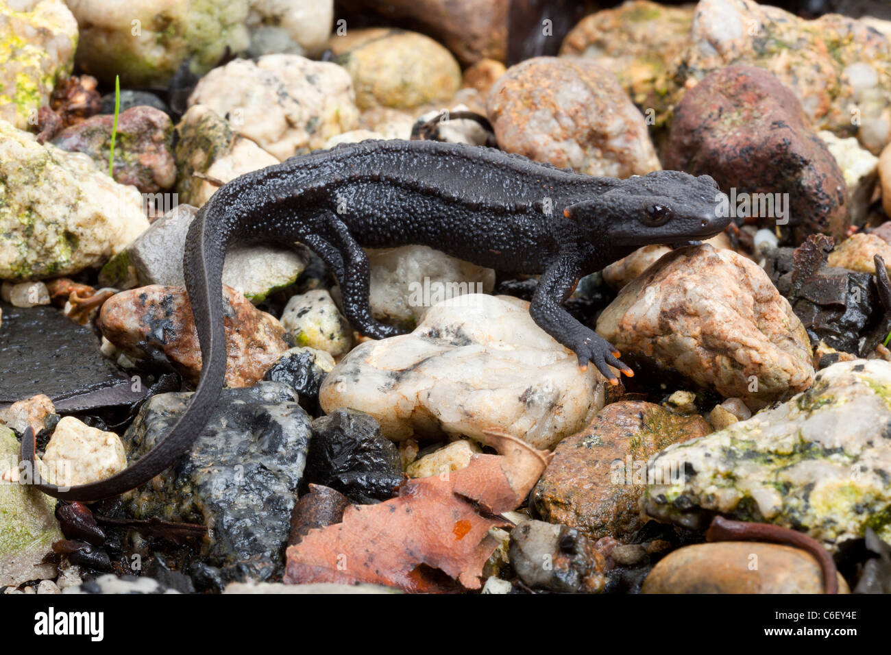 Black knobbly newt, Tylototriton asperrimus Stock Photo