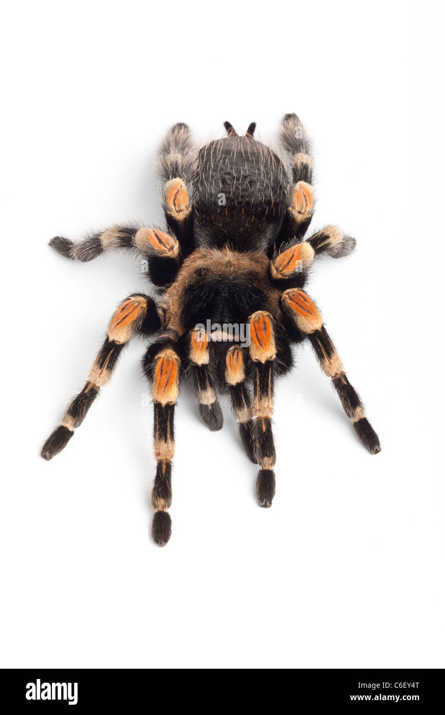 Red-kneed tarantula, Brachypelma smithii Stock Photo