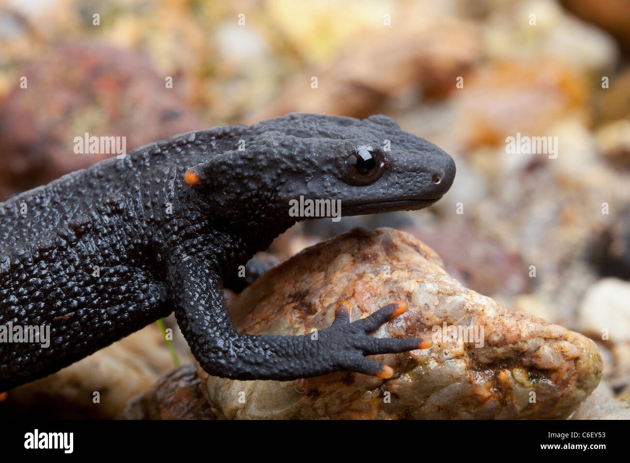 Black knobbly newt, Tylototriton asperrimus Stock Photo
