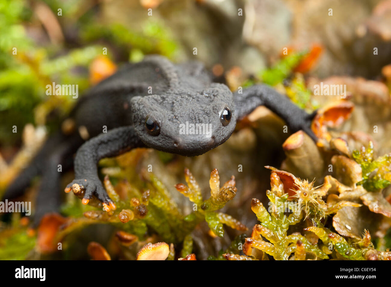 Black knobbly newt, Tylototriton asperrimus Stock Photo