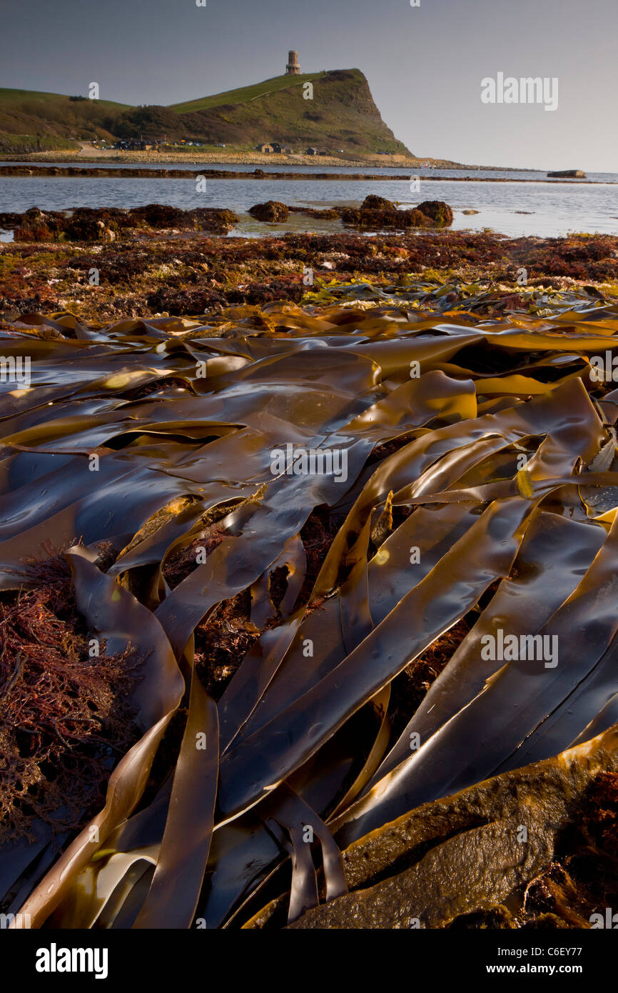 Seaweeds and rockpools at low tide, Kimmeridge Bay, Dorset Stock Photo