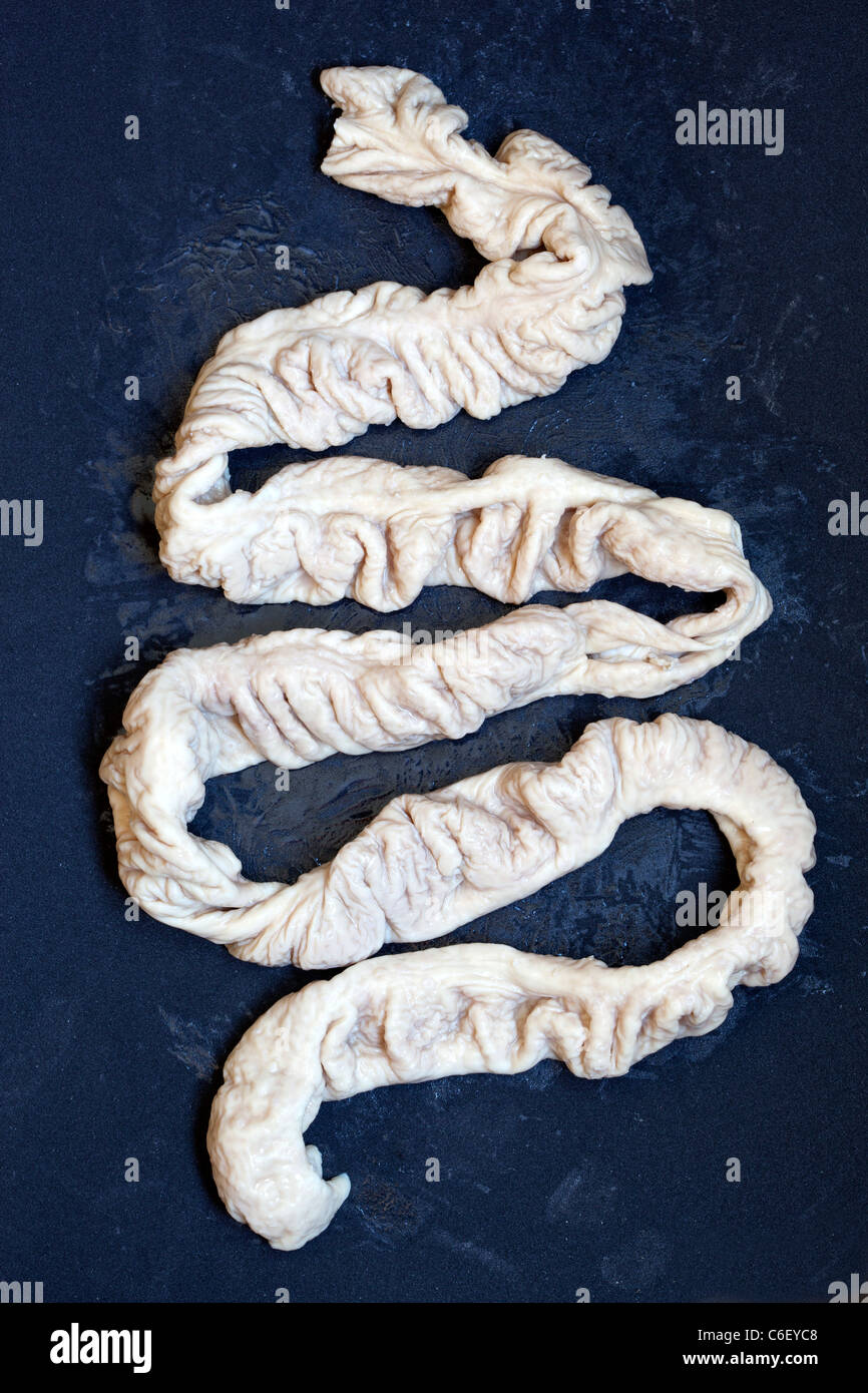 Raw pigs large intestine ready for cooking Stock Photo Alamy