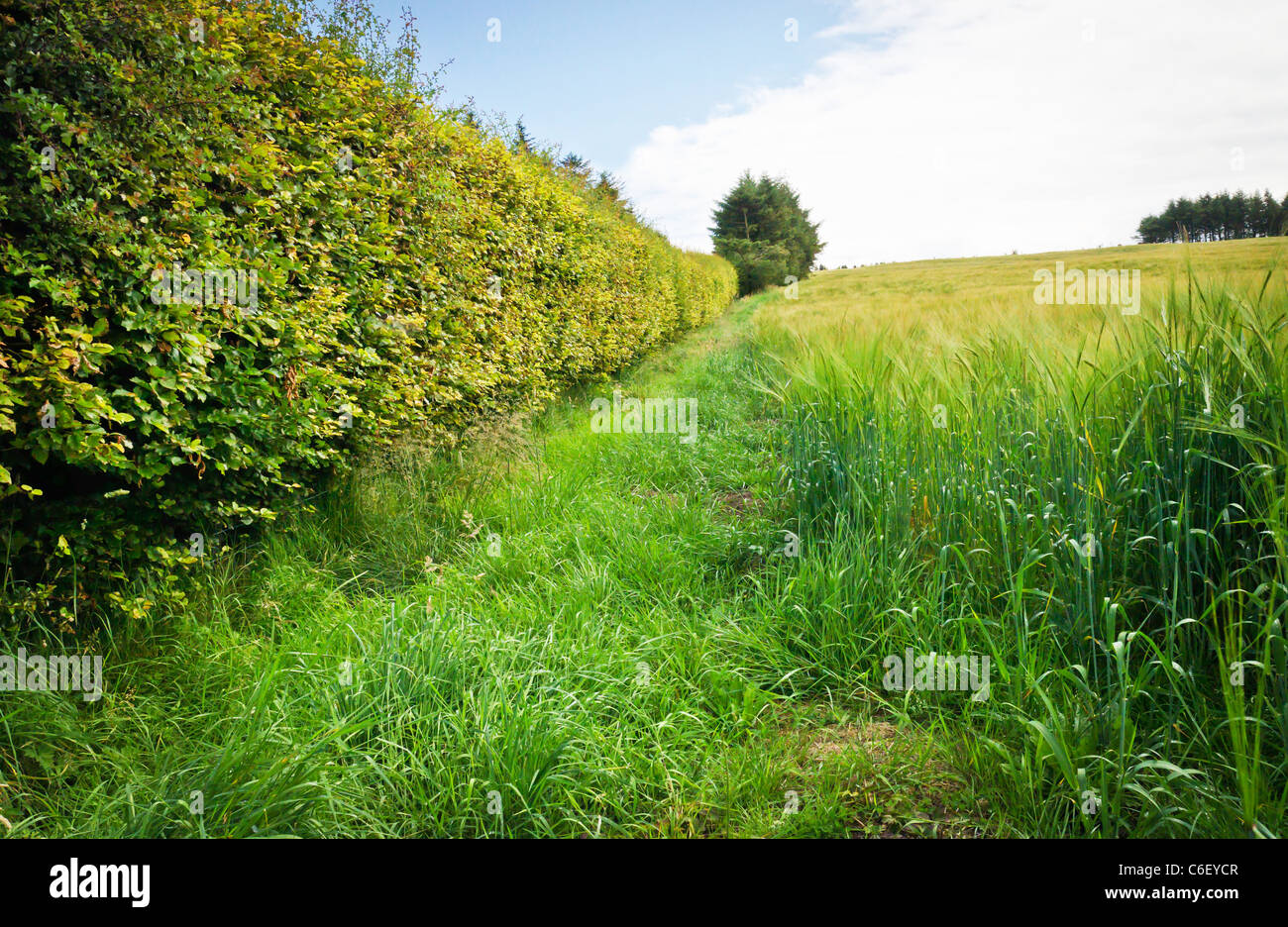 Barley field hedgerow Stock Photo