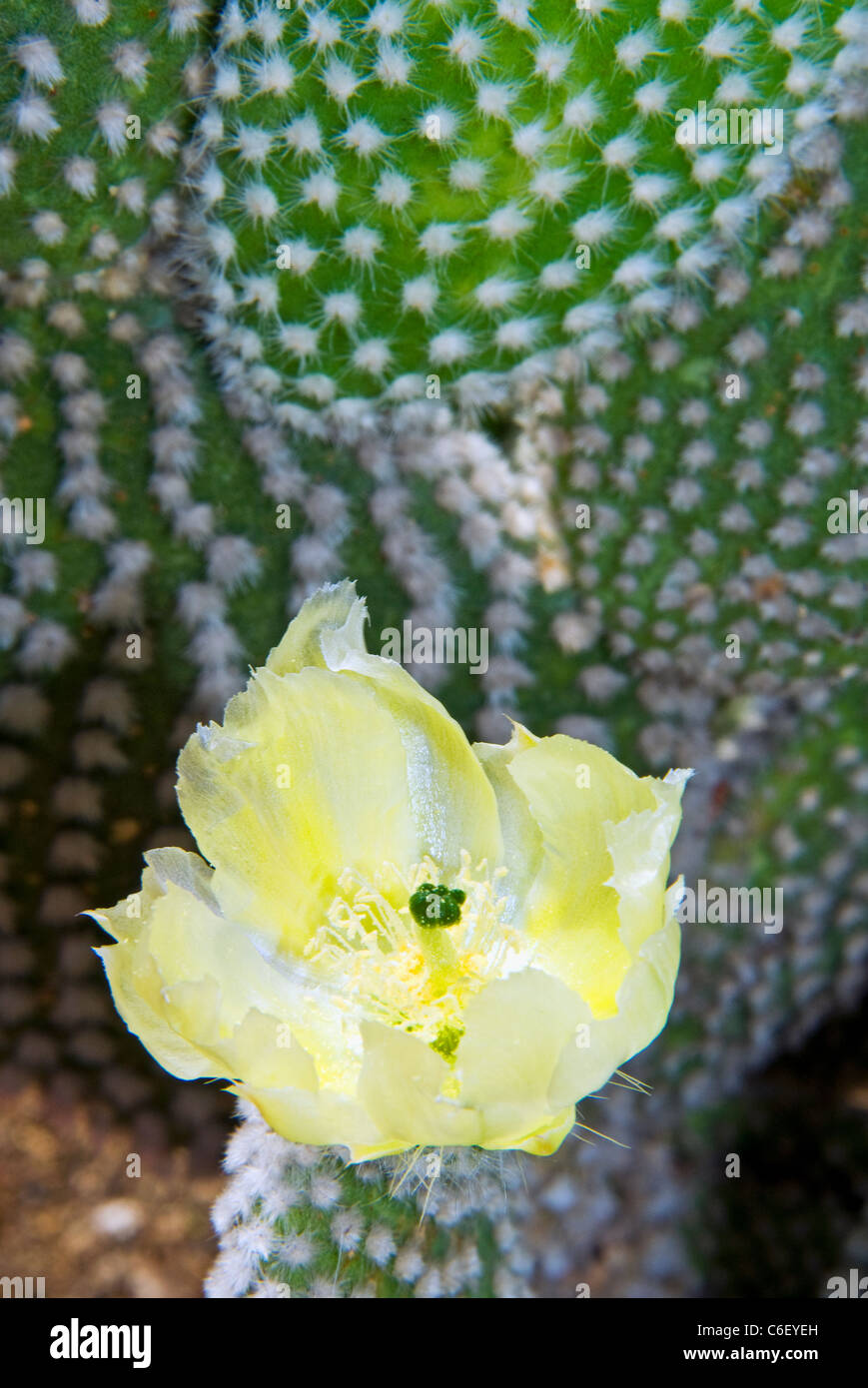 Fat plant and flower, (Opuntia microdasys var. albispina) Stock Photo