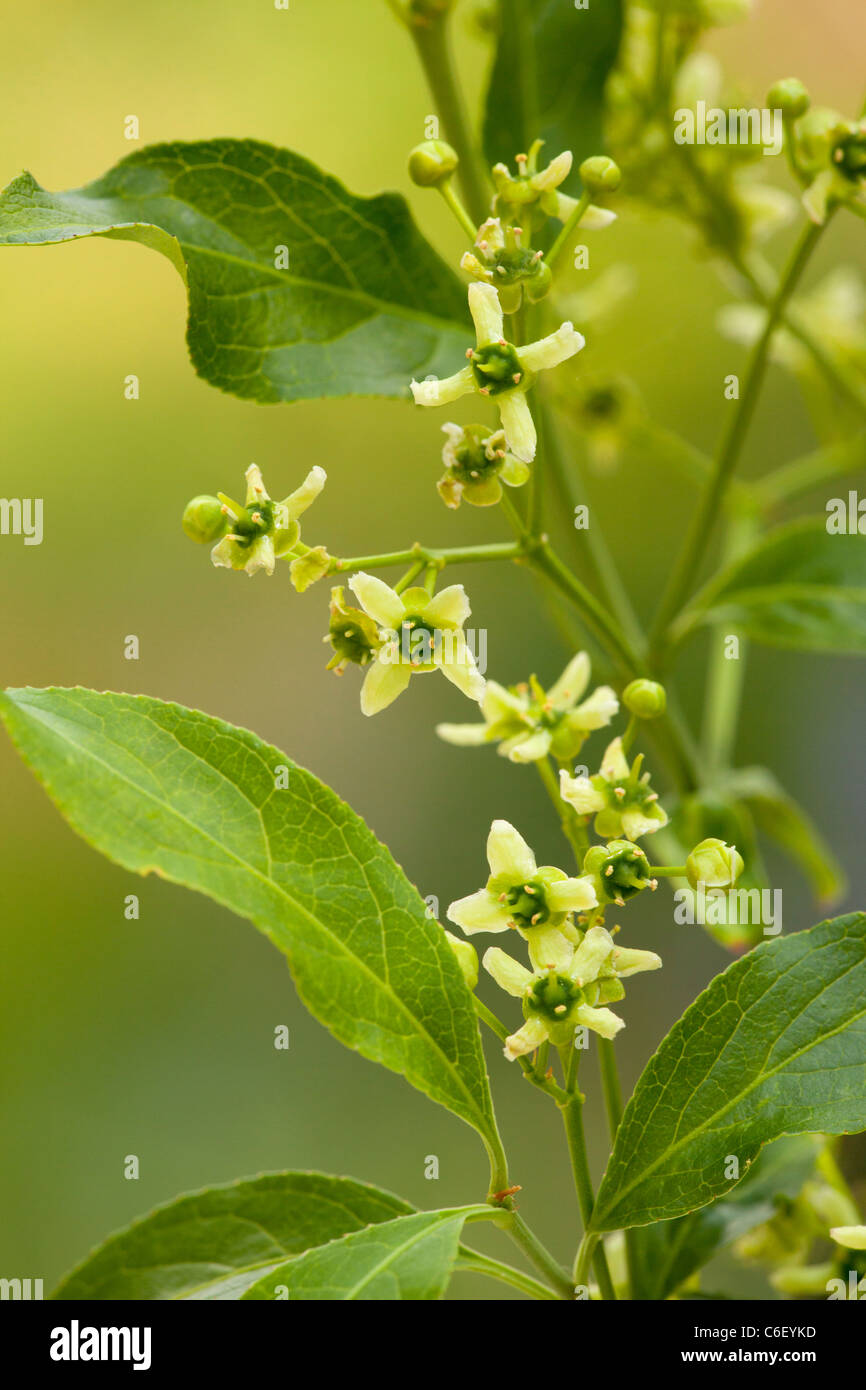 Spindle (Euonymus europaeus) in flower, Hedgerow, Dorset. Stock Photo