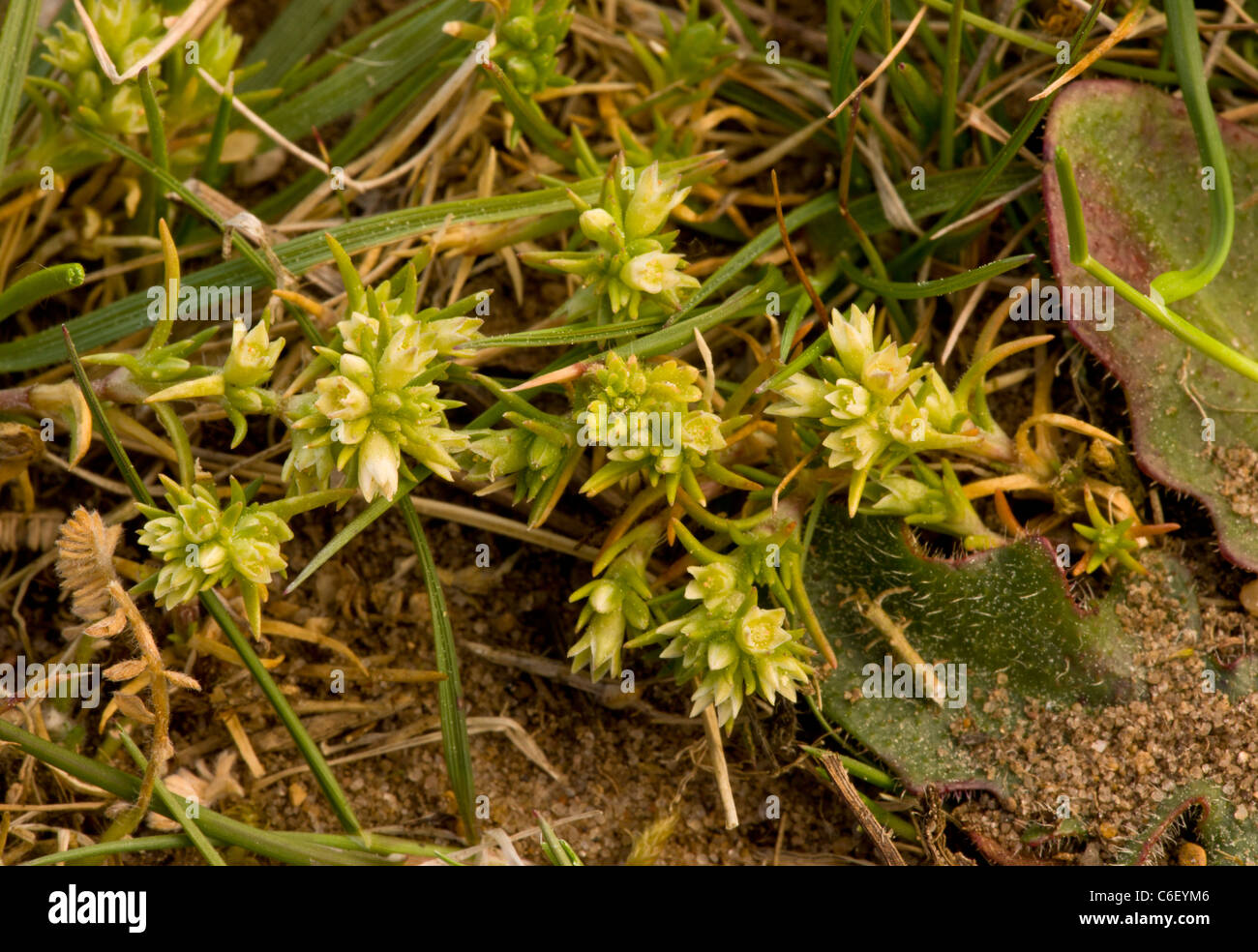 Annual Knawel, Scleranthus annuus. Breckland area. Stock Photo