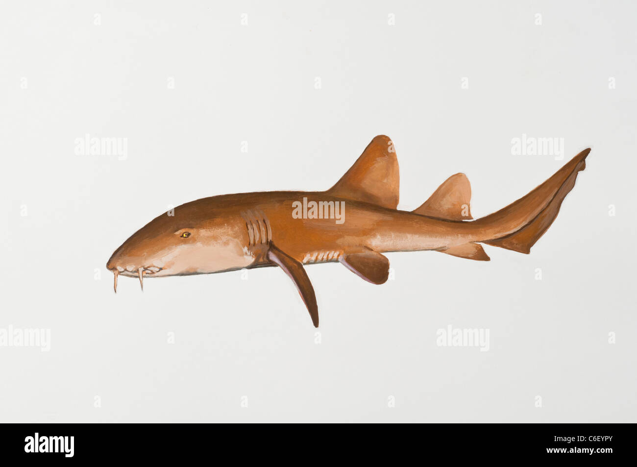Nurse shark Ginglymostoma cirratum, Ginglimostomatidae Stock Photo