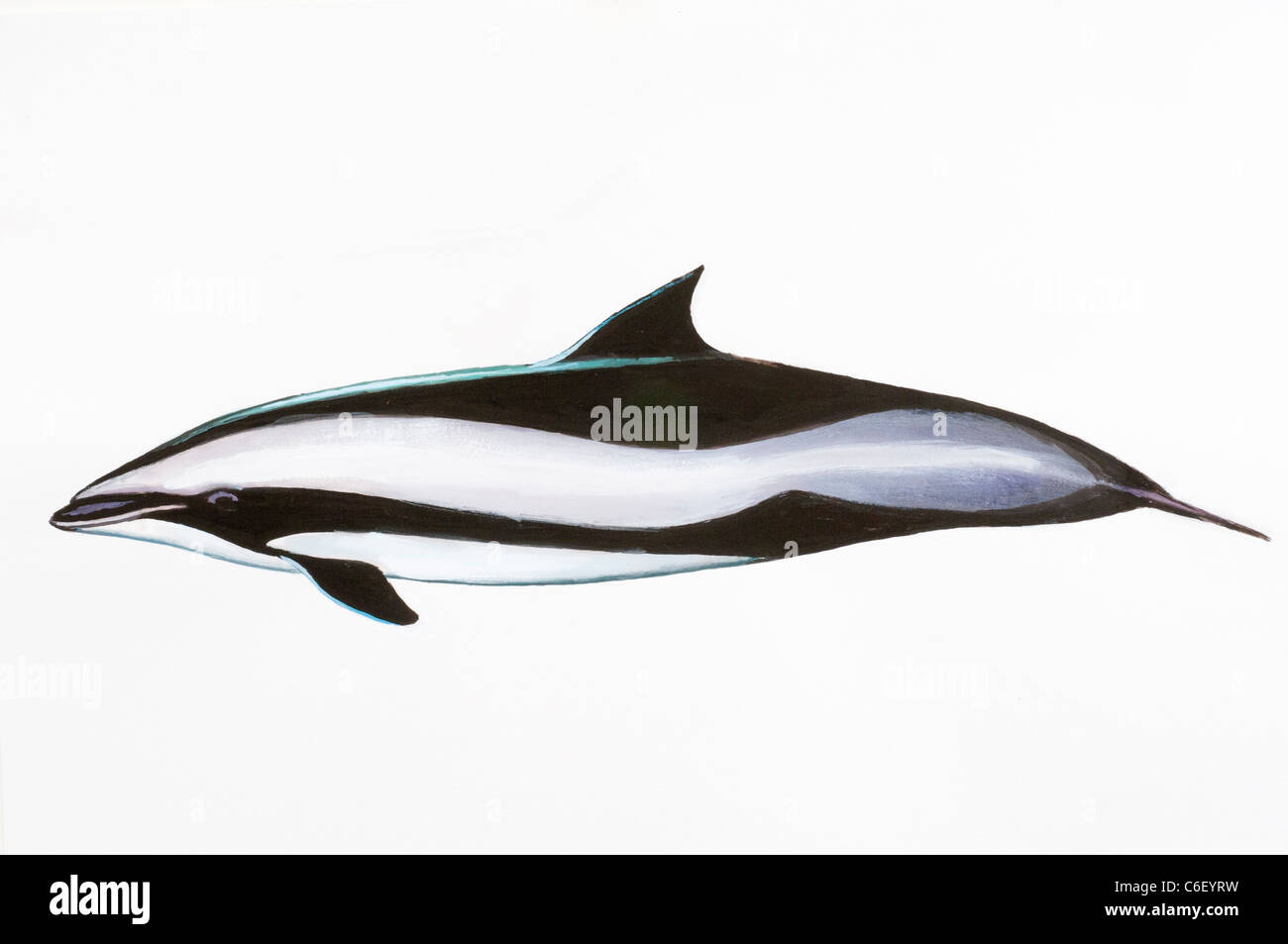 Fraser's Dolphin or Sarawak Dolphin Lagenodelphis hosei, Delphinidae Stock Photo