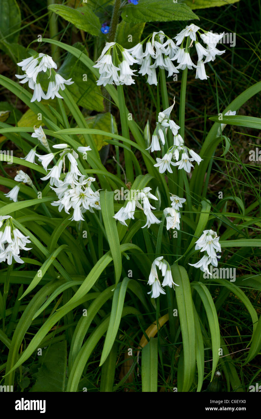 Three-cornered Garlic, Allium triquetrum; naturalised in the UK, from SW Europe. Stock Photo