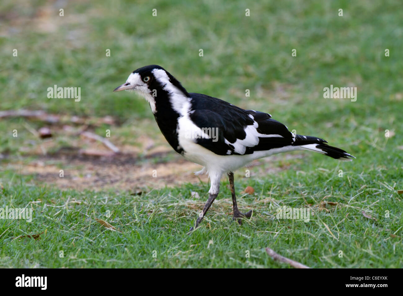 Magpie-lark (Grallina cyanoleuca) Stock Photo