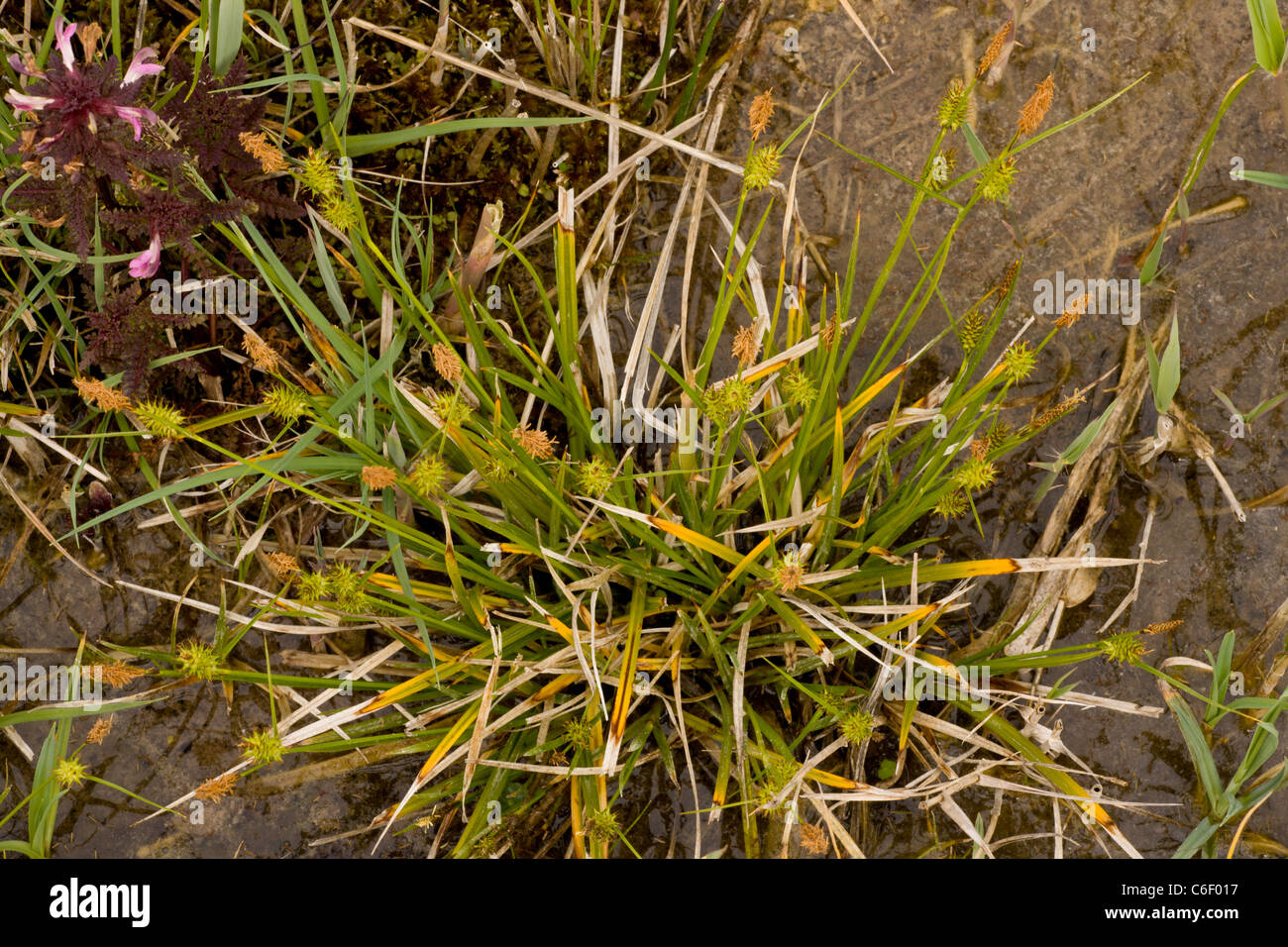 Long-stalked Yellow-Sedge Carex lepidocarpa at Market Weston Fen, Suffolk. Stock Photo