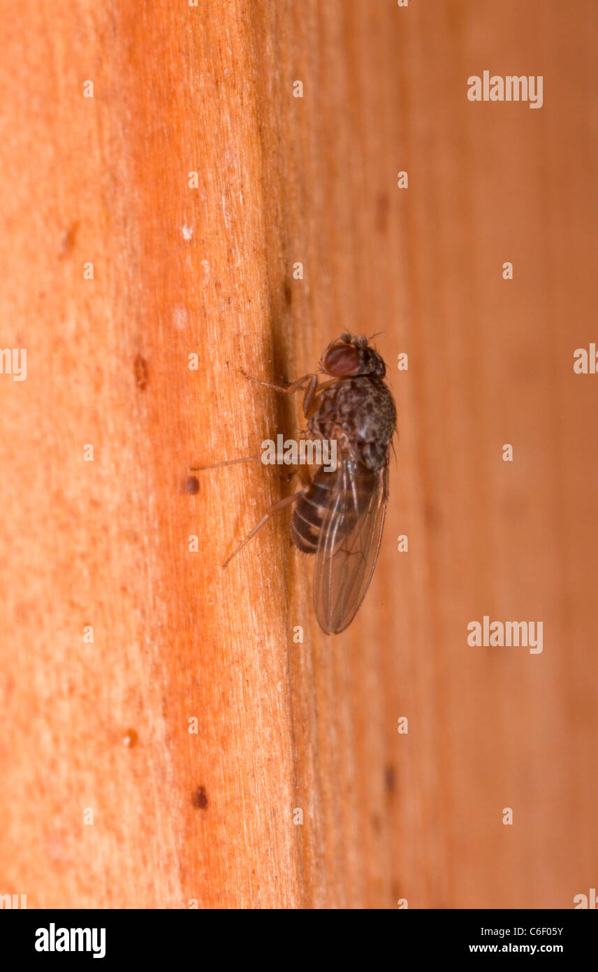 Fruit flies, Drosophila sp. Stock Photo