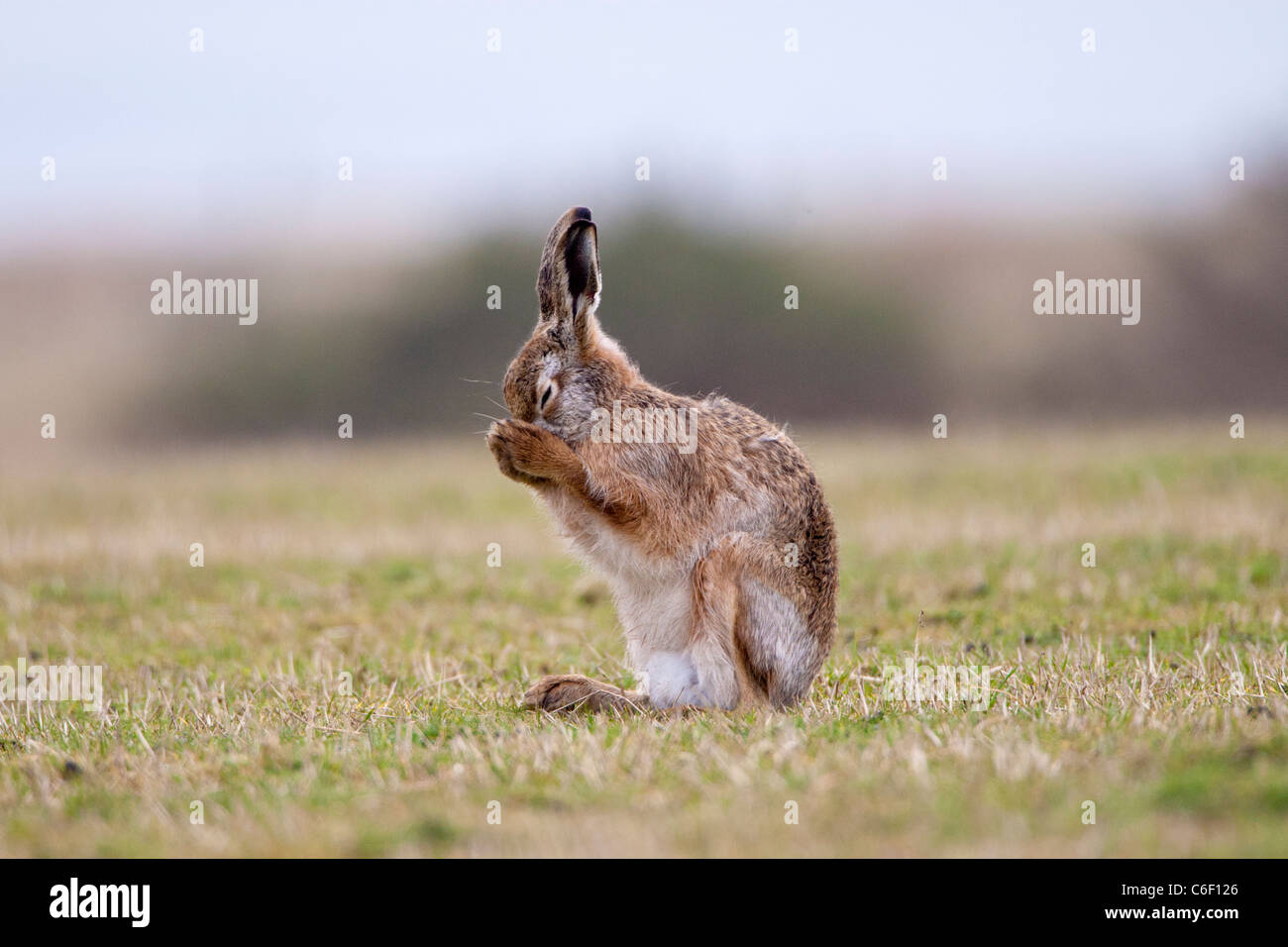 Lepus europaeus - European brown hare Stock Photo