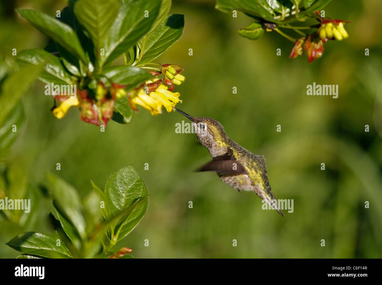 Yellow hummingbird hires stock photography and images Alamy