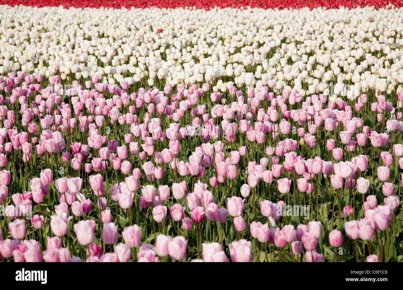 pink tulips in farm field for background Stock Photo - Alamy