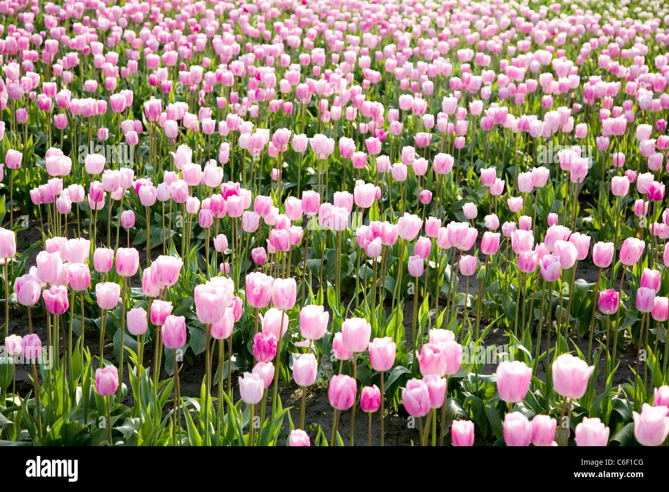 Field Of Pink Tulips