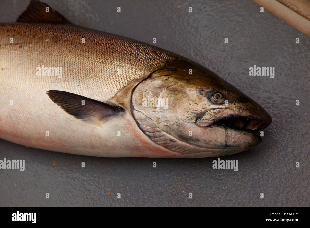 Salmon Fishing, Talon Lodge, Sitka, Alaska Stock Photo