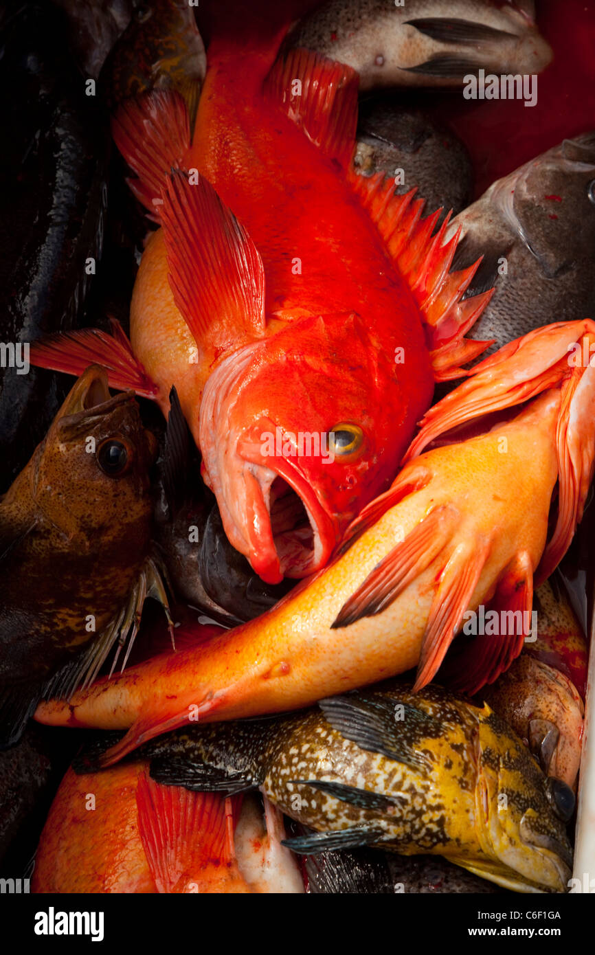 Yelloweye, Fishing, Talon Lodge, Sitka, Alaska Stock Photo - Alamy