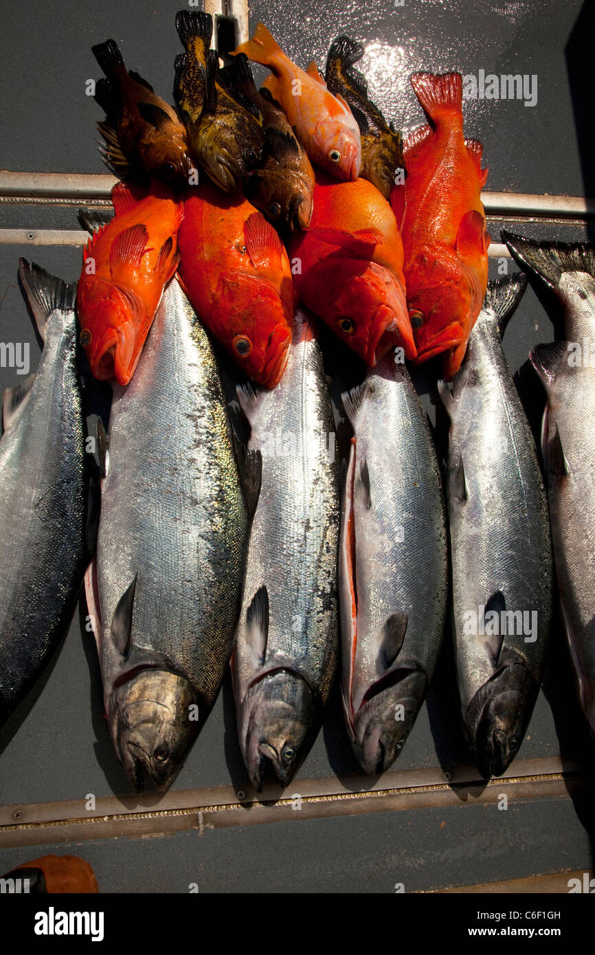 Salmon Fishing, Talon Lodge, Sitka, Alaska Stock Photo