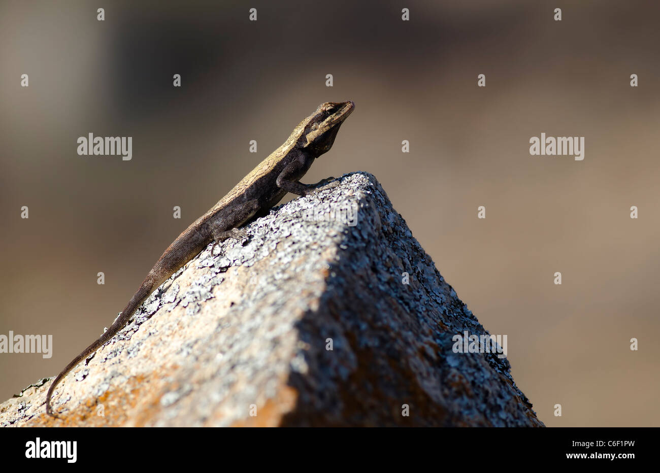 A rock agama basking atop a boulder Stock Photo