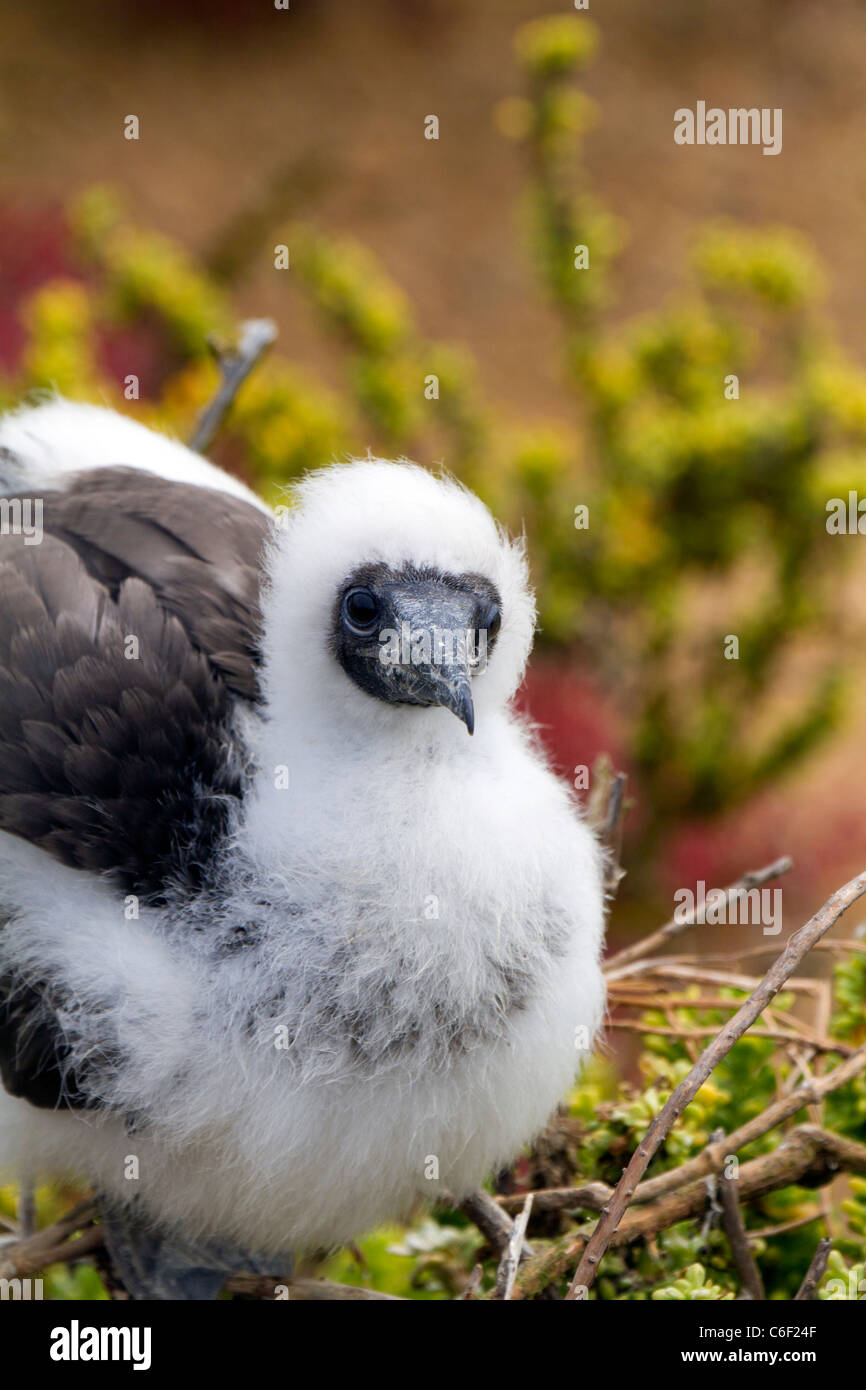 Juvenile (probably red footed) booby waits on nest at Punta Pitt, San Christobel, Galapagos Stock Photo