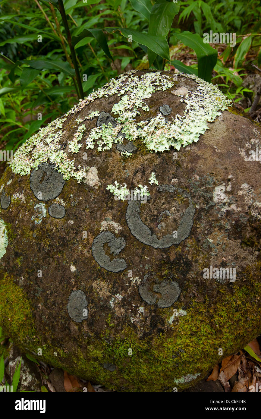 Hawaii moss hires stock photography and images Alamy
