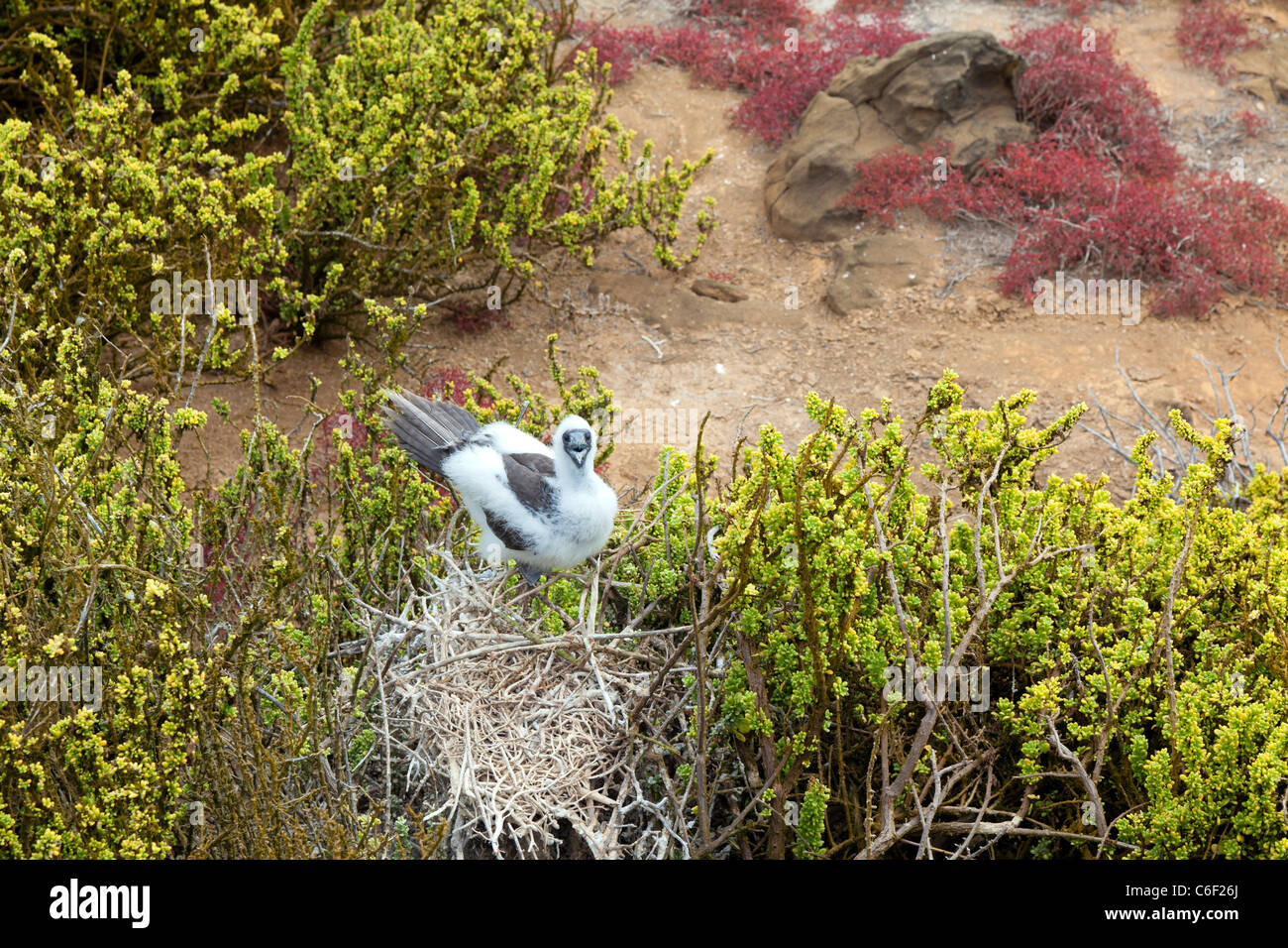 Blue-footed booby on nest at Punta Pitt, San Christobel, Galapagos Stock Photo