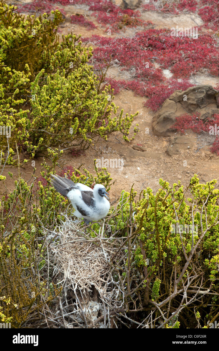 Blue-footed booby on nest at Punta Pitt, San Christobel, Galapagos Stock Photo