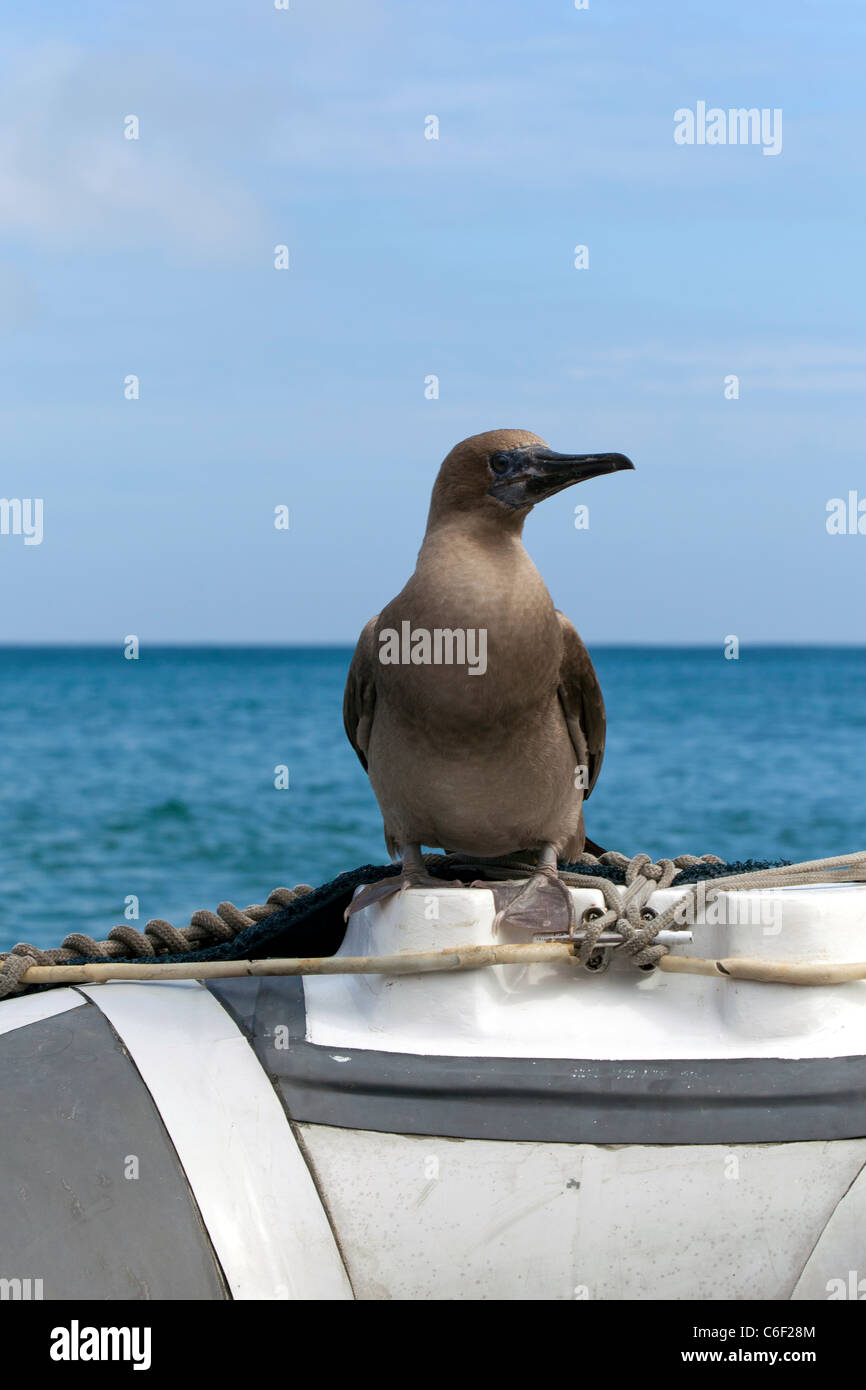 Juvenile booby perched on panga, Punta Pitt, San Christobel, Galapagos Stock Photo