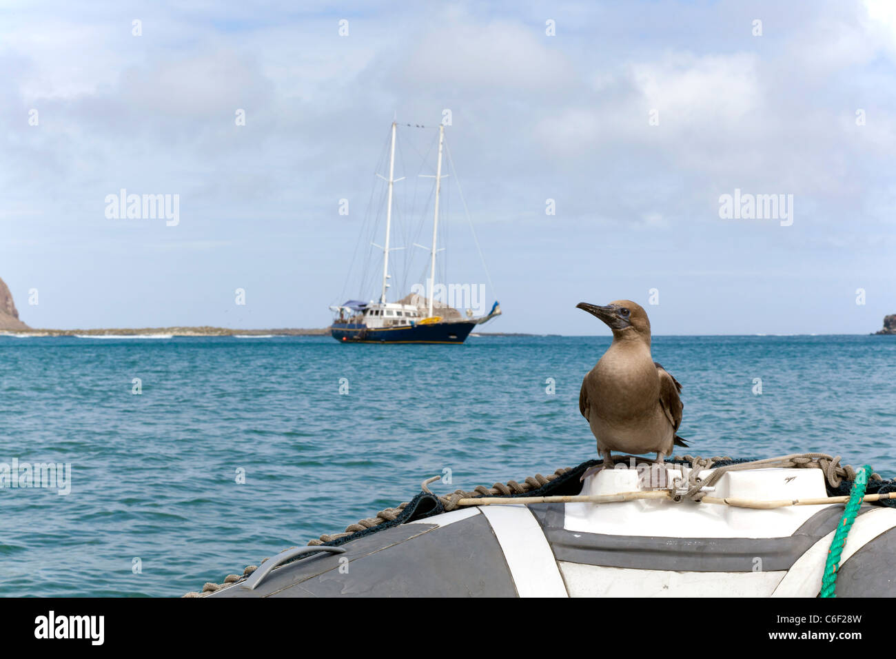 Juvenile booby perched on panga, with yacht in the background, Punta Pitt, San Christobel, Galapagos Stock Photo