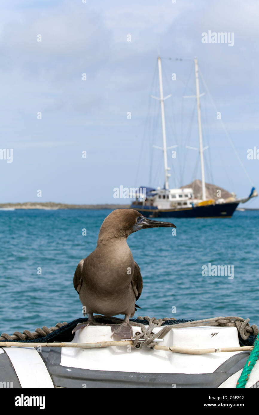 Juvenile booby perched on panga, with yacht in the background, Punta Pitt, San Christobel, Galapagos Stock Photo