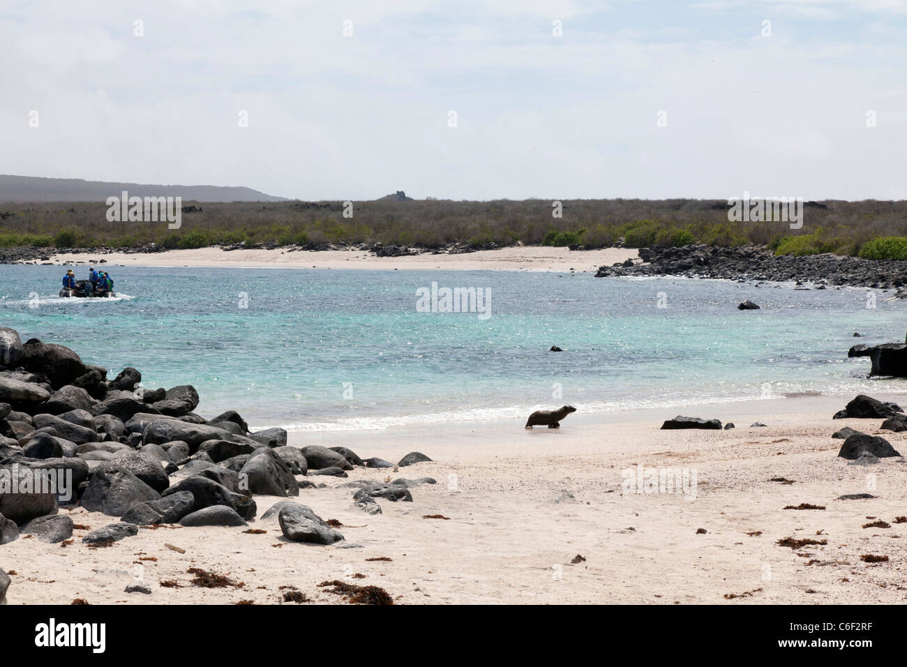 Young Galapagos Sea Lion pup on the beach at Punta Suarez, Espanola Island, Galapagos Stock Photo