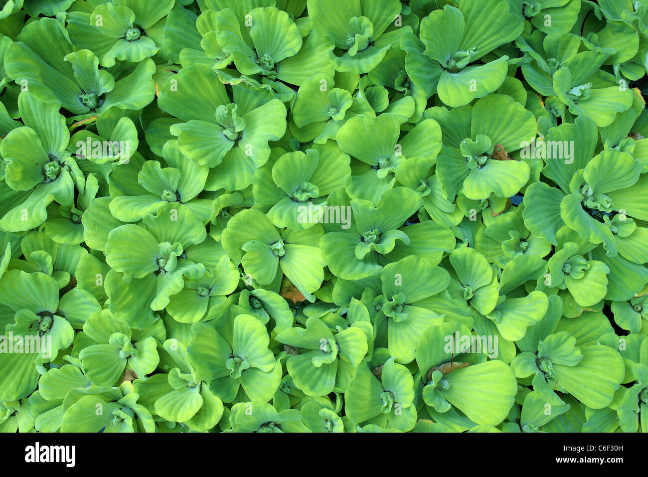 Water lettuce water cabbage shellflower Pistia stratiotes green leaves Stock Photo
