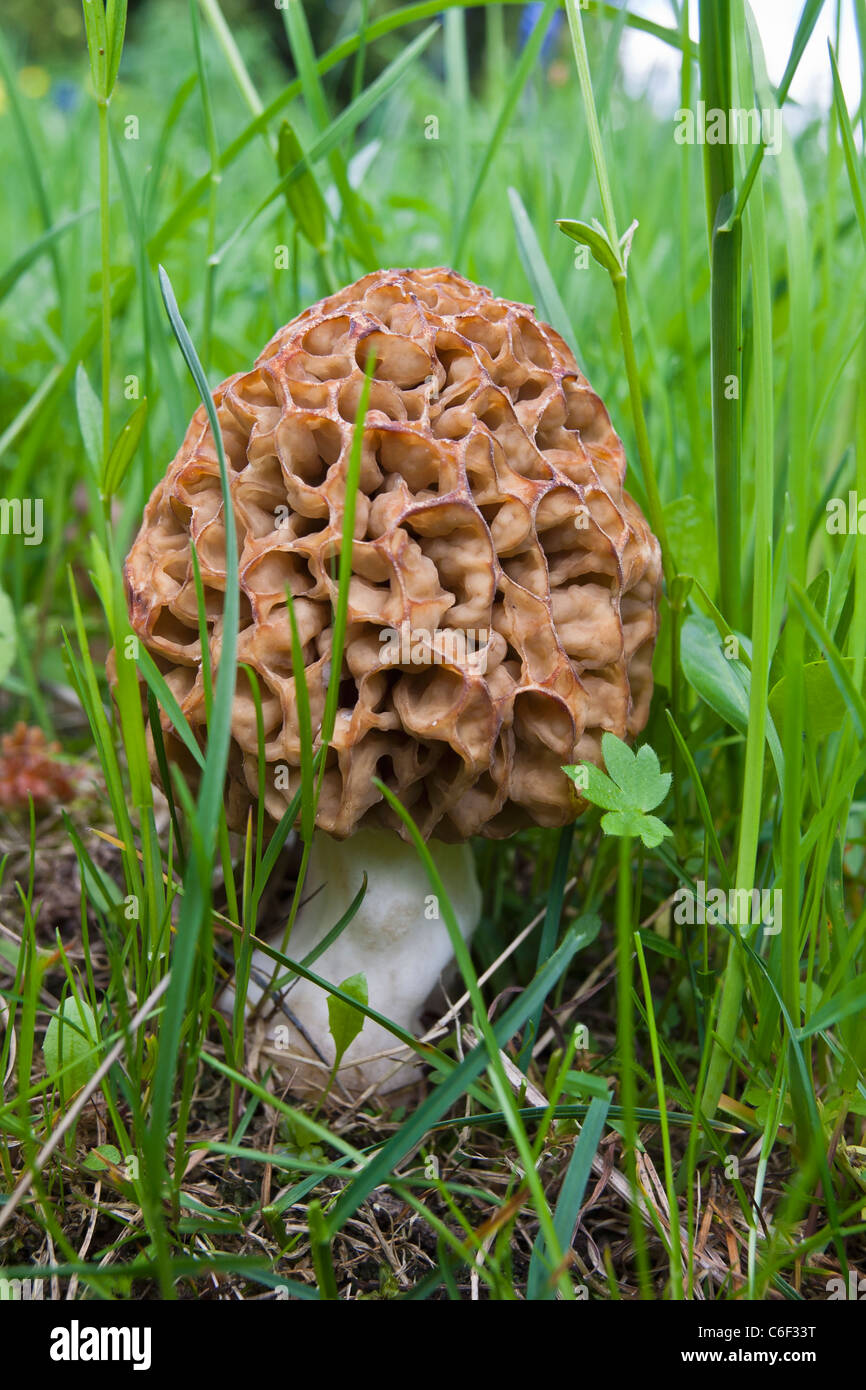 Are Morels Poisonous To Dogs