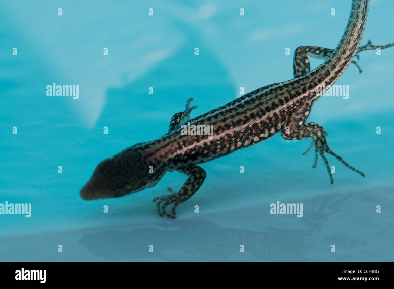 Rock lizard swimming in pool in Greece Stock Photo Alamy