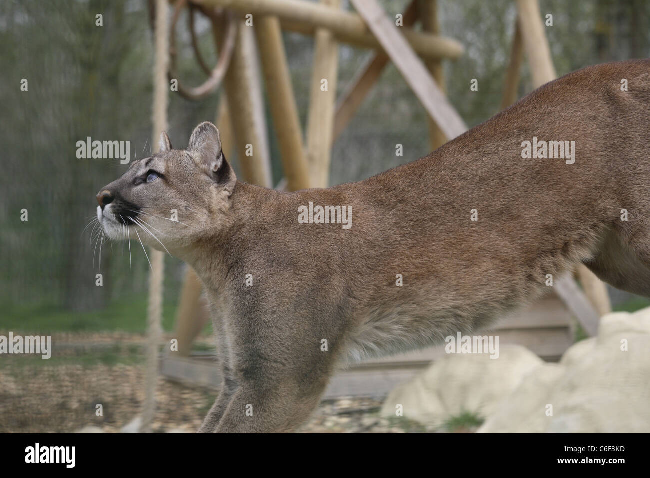 A puma leaping and catching food Stock Photo