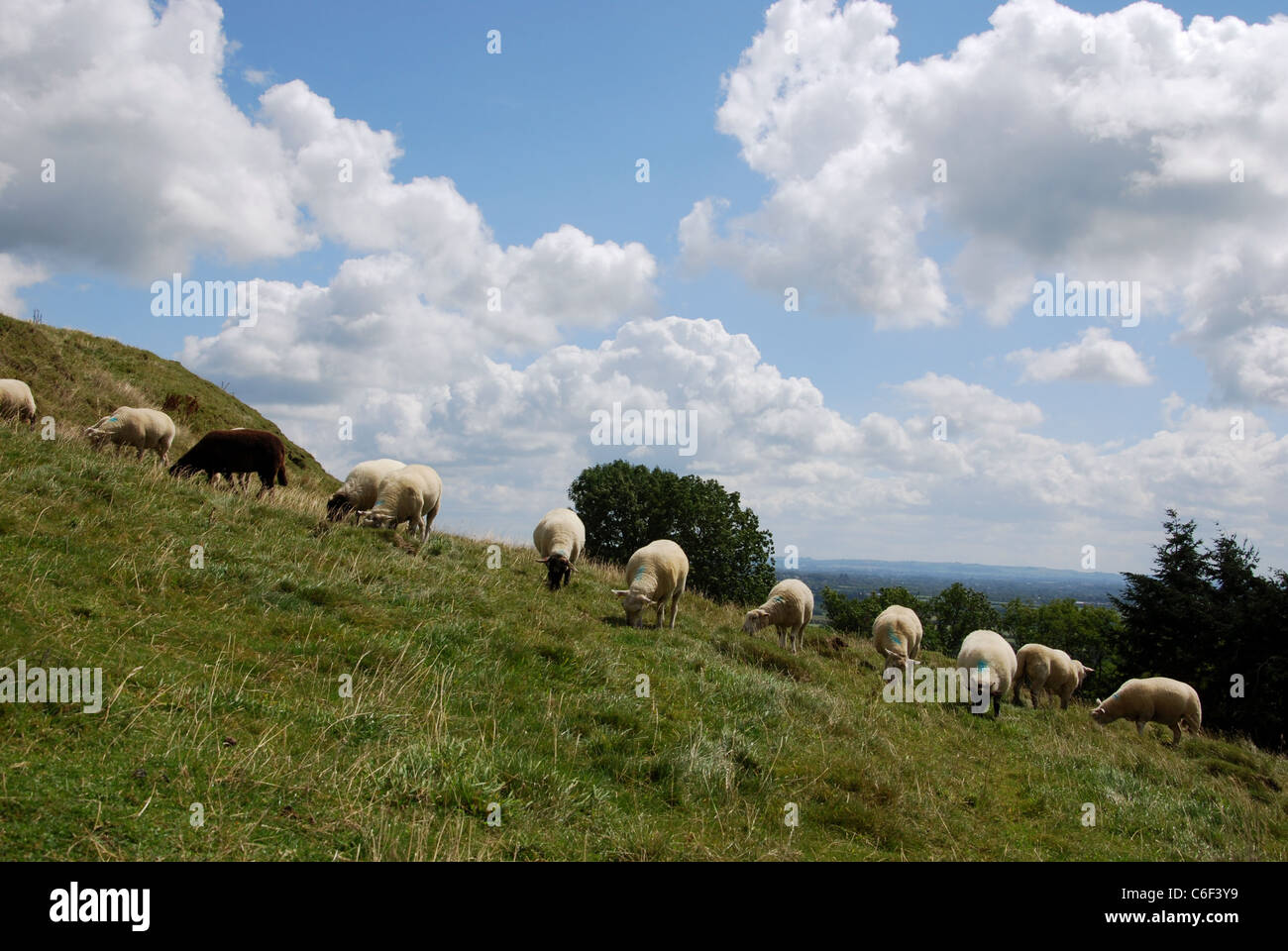 Sheep grazing on a steep slope of Kellerjoch, North Tyrol, Austria Stock  Photo - Alamy