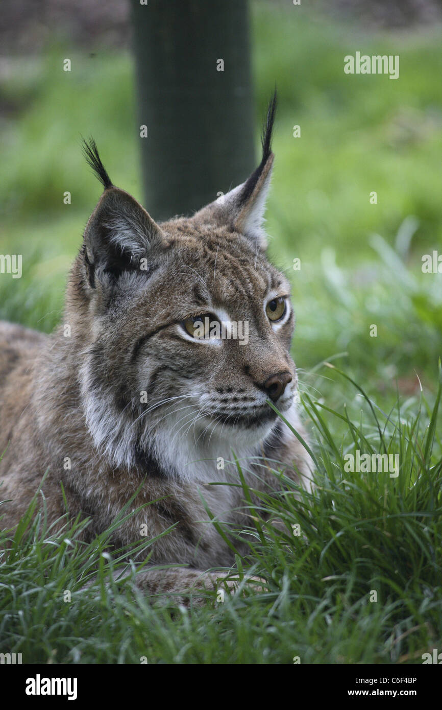 Lynx uk cat hi-res stock photography and images - Alamy Lynx uk cat hi-res stock photography and images - Alamy