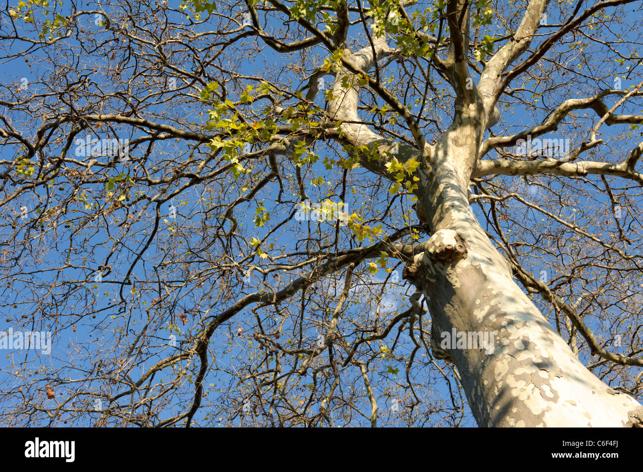 Dying Poplar trees by the Canal du Midi at Portiragnes in France